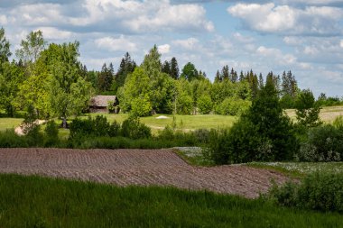 çalılar ve ağaçlar sonbahar kırsal yeşil çayır siste