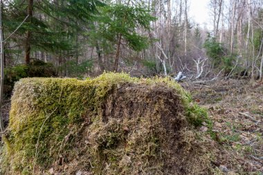 Eski kuru ağaç gövdesi stomp doku doğa kabuğu ile