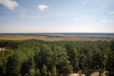 çalılar ve ağaçlar sonbahar kırsal yeşil çayır siste