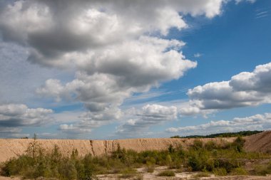 çalılar ve ağaçlar sonbahar kırsal yeşil çayır siste