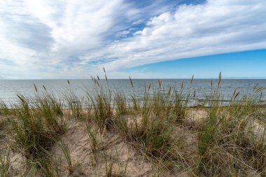 boş deniz plaj kum tepeleri ve kuru ağaç gövdeleri kıyıya yaz aylarında yıkadım. sakin su