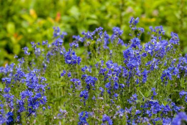 doğada yeşil yeşillik çayır alana ile çiçek açan vahşi rasgele çiçek