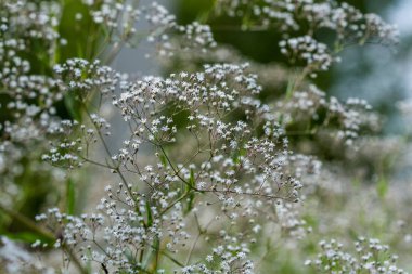 doğada yeşil yeşillik çayır alana ile çiçek açan vahşi rasgele çiçek