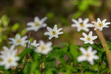 doğada yeşil yeşillik çayır alana ile çiçek açan vahşi rasgele çiçek
