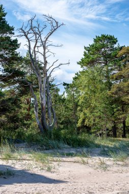 boş deniz plaj kum tepeleri ve kuru ağaç gövdeleri kıyıya yaz aylarında yıkadım. sakin su