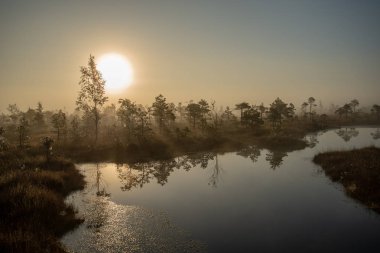 Bataklık bataklık alan yalnız çam ağaçları ile siste ve küçük su gölet alanı sis ile gündoğumu
