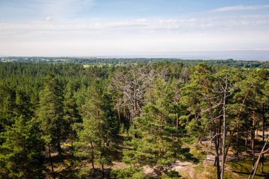 çalılar ve ağaçlar sonbahar kırsal yeşil çayır siste