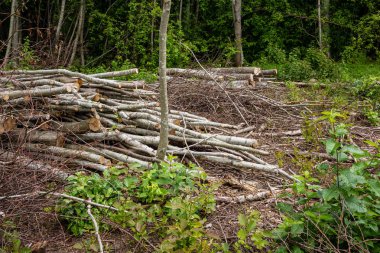 Eski kuru ağaç gövdesi stomp doku doğa kabuğu ile