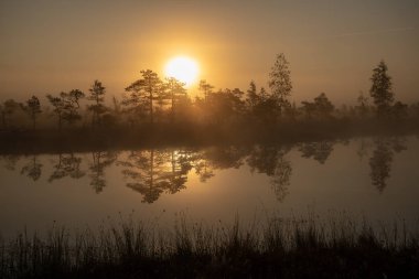 Bataklık bataklık alan yalnız çam ağaçları ile siste ve küçük su gölet alanı sis ile gündoğumu