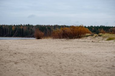 boş deniz plaj kum tepeleri ve kuru ağaç gövdeleri kıyıya yaz aylarında yıkadım. sakin su