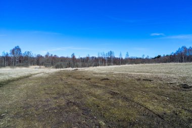 boş deniz plaj kum tepeleri ve kuru ağaç gövdeleri kıyıya yaz aylarında yıkadım. sakin su