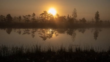 Bataklık bataklık alan yalnız çam ağaçları ile siste ve küçük su gölet alanı sis ile gündoğumu