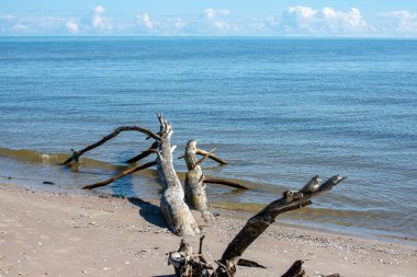 boş deniz plaj kum tepeleri ve kuru ağaç gövdeleri kıyıya yaz aylarında yıkadım. sakin su