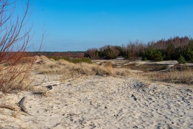 boş deniz plaj kum tepeleri ve kuru ağaç gövdeleri kıyıya yaz aylarında yıkadım. sakin su