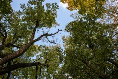 çalılar ve ağaçlar sonbahar kırsal yeşil çayır siste