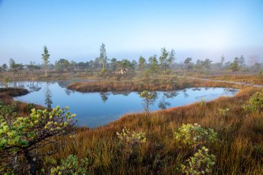Bataklık bataklık alan yalnız çam ağaçları ile siste ve küçük su gölet alanı sis ile gündoğumu
