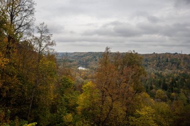 çalılar ve ağaçlar sonbahar kırsal yeşil çayır siste