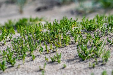 boş deniz plaj kum tepeleri ve kuru ağaç gövdeleri kıyıya yaz aylarında yıkadım. sakin su