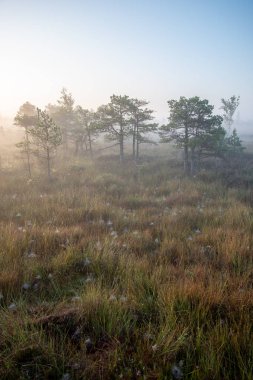 Bataklık bataklık alan yalnız çam ağaçları ile siste ve küçük su gölet alanı sis ile gündoğumu