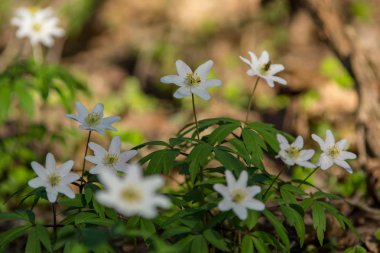 doğada yeşil yeşillik çayır alana ile çiçek açan vahşi rasgele çiçek
