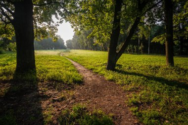çalılar ve ağaçlar sonbahar kırsal yeşil çayır siste