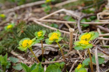 doğada yeşil yeşillik çayır alana ile çiçek açan vahşi rasgele çiçek