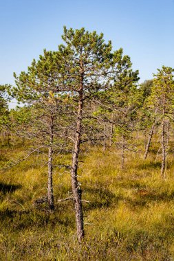 çalılar ve ağaçlar sonbahar kırsal yeşil çayır siste