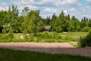çalılar ve ağaçlar sonbahar kırsal yeşil çayır siste