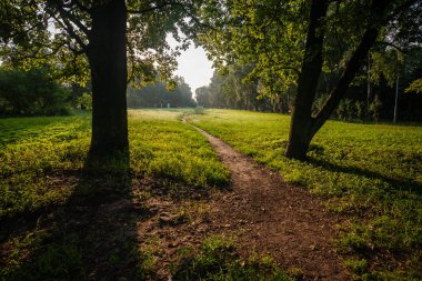 çalılar ve ağaçlar sonbahar kırsal yeşil çayır siste