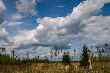 çalılar ve ağaçlar sonbahar kırsal yeşil çayır siste