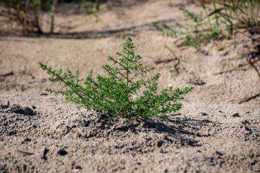 boş deniz plaj kum tepeleri ve kuru ağaç gövdeleri kıyıya yaz aylarında yıkadım. sakin su