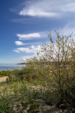 boş deniz plaj kum tepeleri ve kuru ağaç gövdeleri kıyıya yaz aylarında yıkadım. sakin su