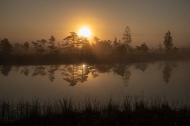 Bataklık bataklık alan yalnız çam ağaçları ile siste ve küçük su gölet alanı sis ile gündoğumu