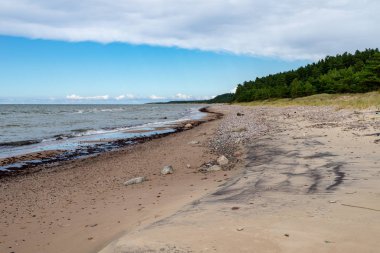 boş deniz plaj kum tepeleri ve kuru ağaç gövdeleri kıyıya yaz aylarında yıkadım. sakin su