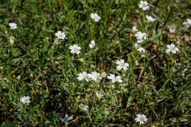 doğada yeşil yeşillik çayır alana ile çiçek açan vahşi rasgele çiçek