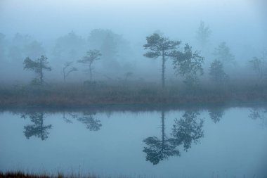 Bataklık bataklık alan yalnız çam ağaçları ile siste ve küçük su gölet alanı sis ile gündoğumu