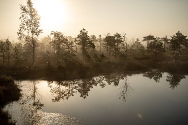 Bataklık bataklık alan yalnız çam ağaçları ile siste ve küçük su gölet alanı sis ile gündoğumu