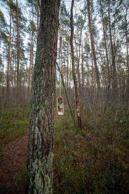 Eski kuru ağaç gövdesi stomp doku doğa kabuğu ile