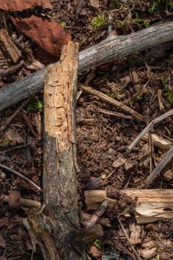 Eski kuru ağaç gövdesi stomp doku doğa kabuğu ile