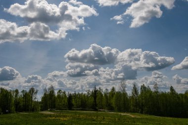 çalılar ve ağaçlar sonbahar kırsal yeşil çayır siste