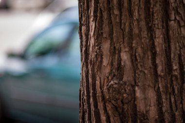 Eski kuru ağaç gövdesi stomp doku doğa kabuğu ile