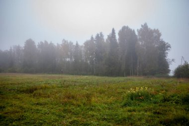 çalılar ve ağaçlar sonbahar kırsal yeşil çayır siste