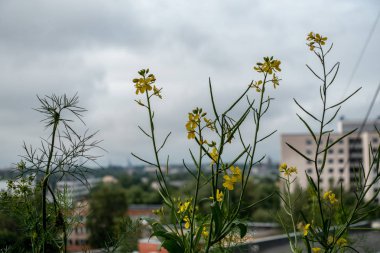 doğada yeşil yeşillik çayır alana ile çiçek açan vahşi rasgele çiçek