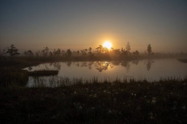 Bataklık bataklık alan yalnız çam ağaçları ile siste ve küçük su gölet alanı sis ile gündoğumu