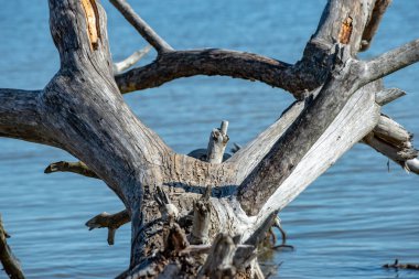 Eski kuru ağaç gövdesi stomp doku doğa kabuğu ile