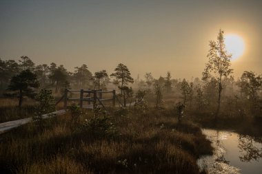 Bataklık bataklık alan yalnız çam ağaçları ile siste ve küçük su gölet alanı sis ile gündoğumu