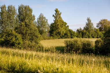 çalılar ve ağaçlar sonbahar kırsal yeşil çayır siste