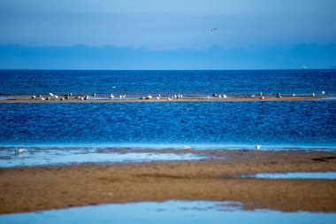 boş deniz plaj kum tepeleri ve kuru ağaç gövdeleri kıyıya yaz aylarında yıkadım. sakin su