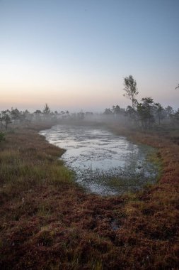 Bataklık bataklık alan yalnız çam ağaçları ile siste ve küçük su gölet alanı sis ile gündoğumu