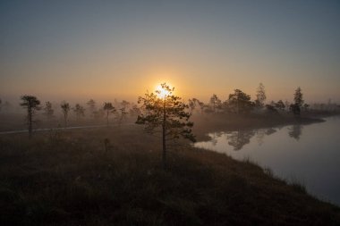 Bataklık bataklık alan yalnız çam ağaçları ile siste ve küçük su gölet alanı sis ile gündoğumu